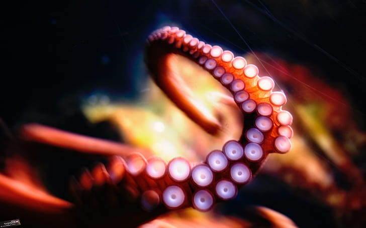 Octopus, octopus, creative wallpaper