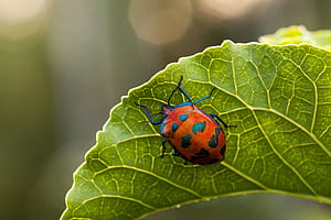 Beetle, Bug , Animal, Backgrounds wallpaper