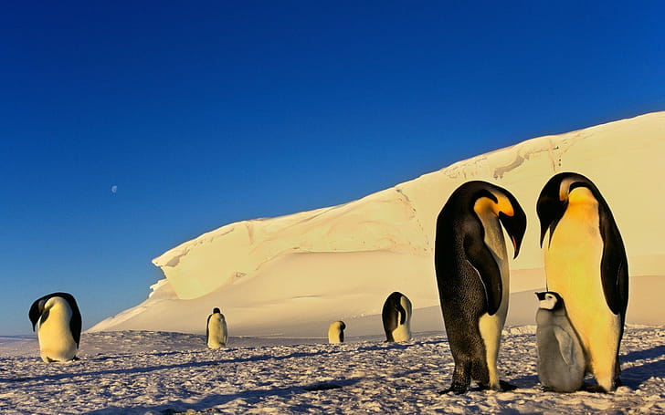 Antarctica, , , wallpaper