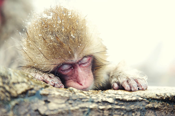 310 monkey , Monkey wallpaper