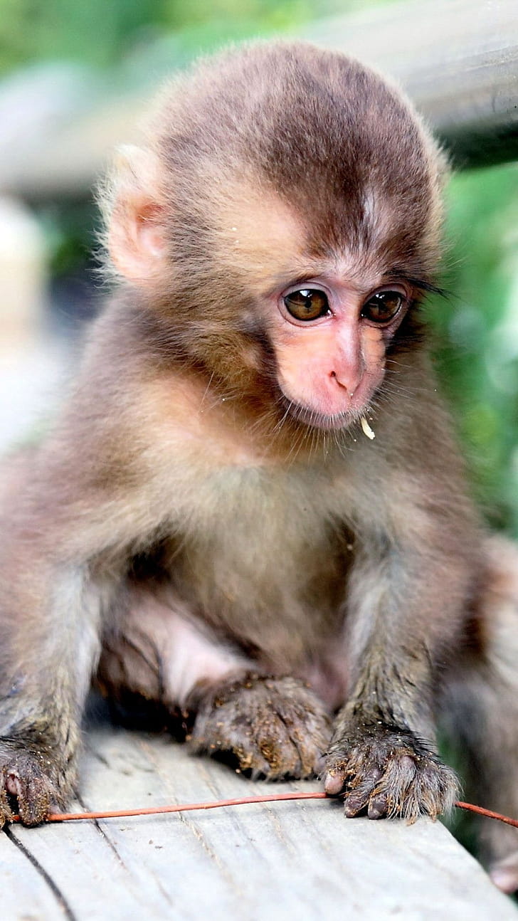 22 monkey mobile, Monkey , 22 mobile phone wallpaper