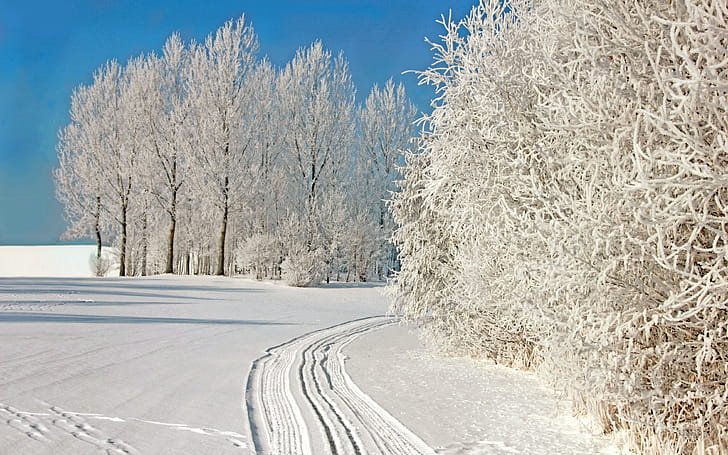 Snow, Winter,  , Tree wallpaper