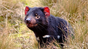 Tasmanian Devil , Tablet, , wallpaper
