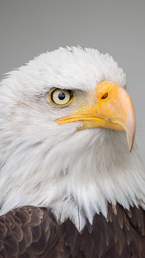 Bald, Eagle, , phone wallpaper