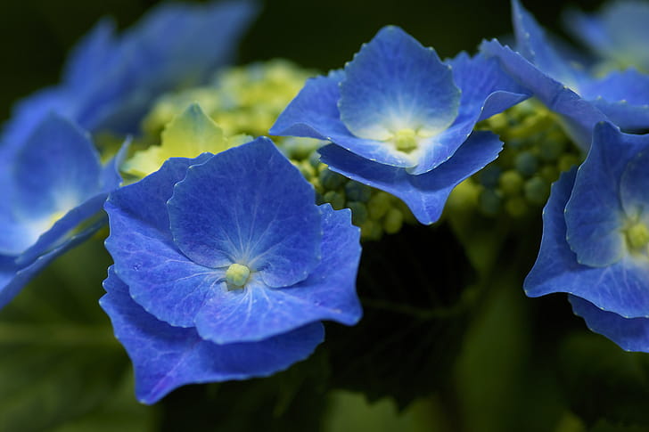 Close-up, Hydrangea wallpaper