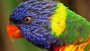 Loriini, Parrots wallpaper