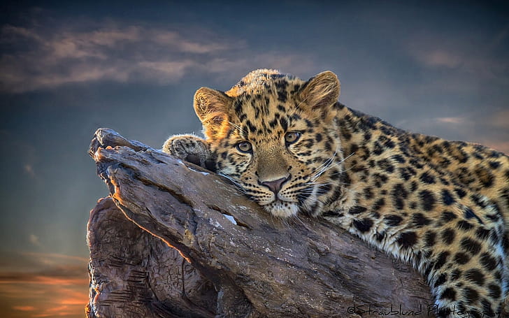 Leopard, Leopard , Animal wallpaper