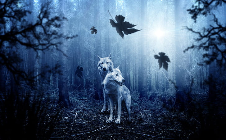 Wolf Predator Forest , wolf, animals, forest, graphy wallpaper