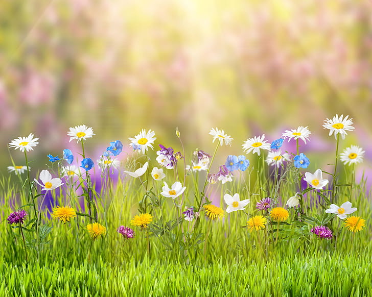 Spring, spring, nature, flowers wallpaper
