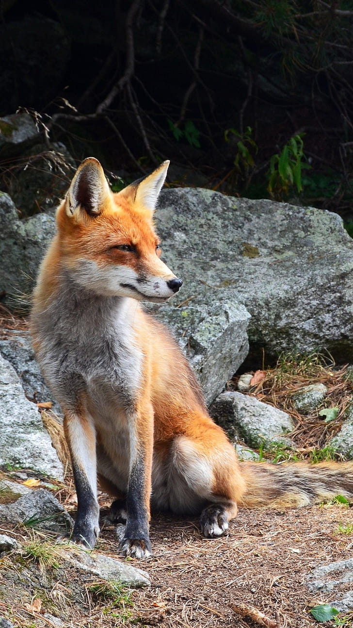 Fox  iphone android, Wildlife graphy phone wallpaper