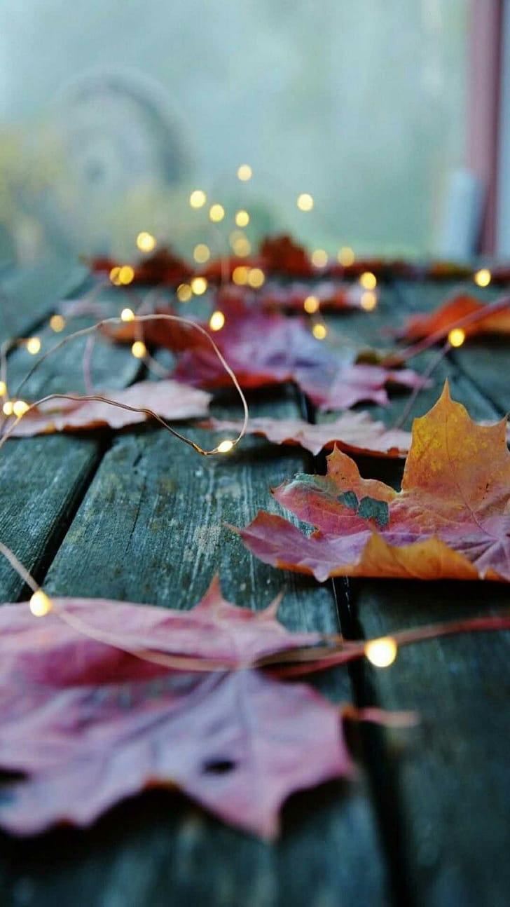 fall , Autumn phone wallpaper