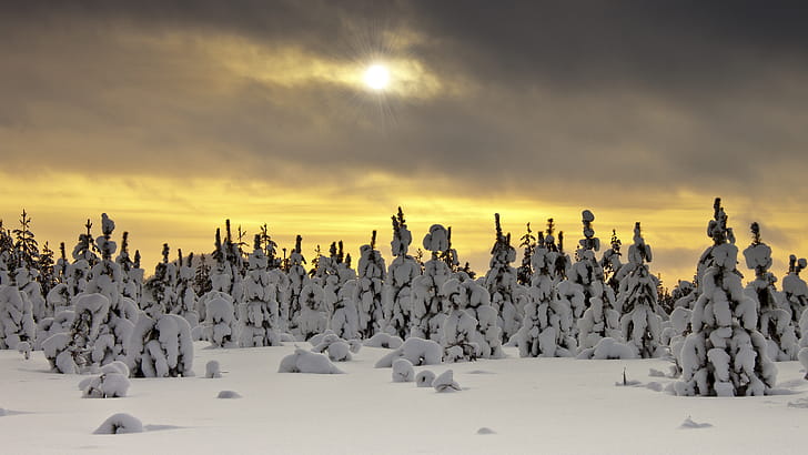 Snow,  , Winter wallpaper