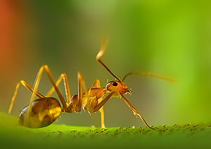 Fire ant, Ant wallpaper