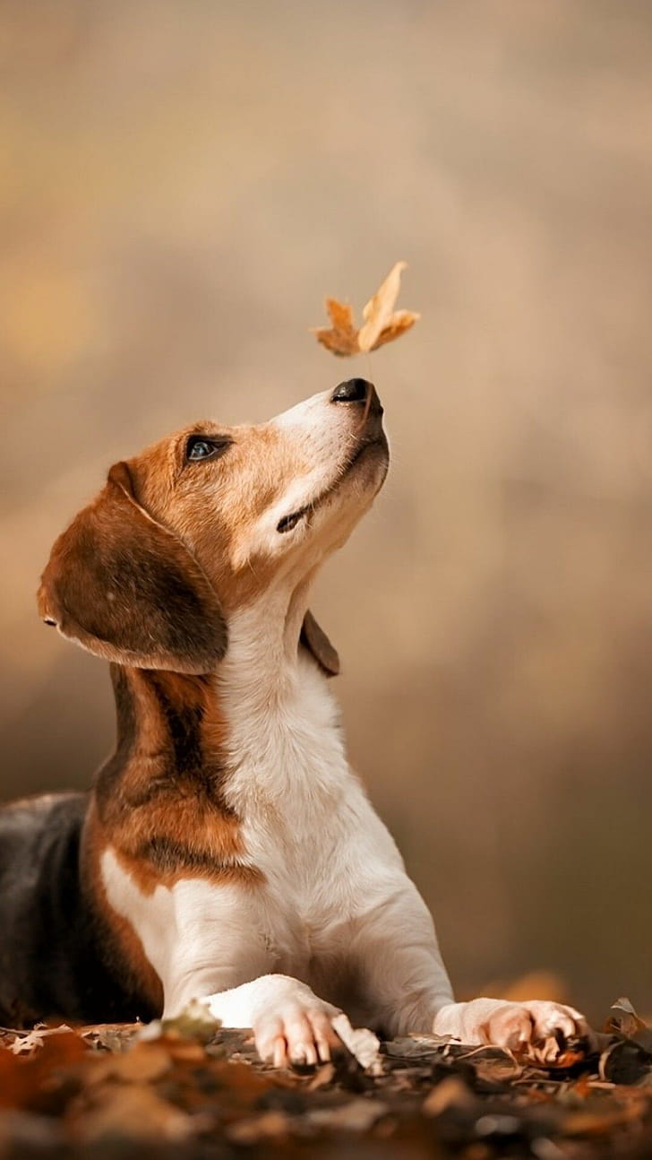 Beagle, Beagle iphone , Iphone backgrounds, Beagle phone wallpaper