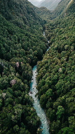 Forest River, Forests phone wallpaper