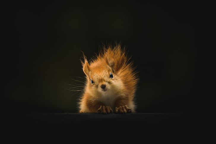 Cute squirrel , Lively squirrel wallpaper
