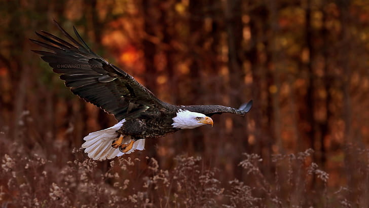 Bald Eagle Flight, eagle, birds wallpaper