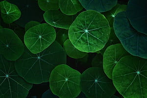 Leaf, leaf, nature wallpaper