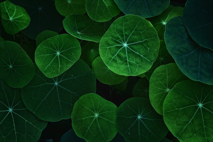 Leaf, leaf, nature wallpaper