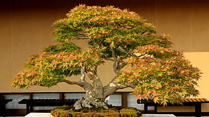 Bonsai, Maple Tree wallpaper