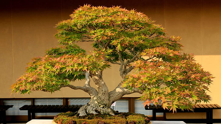 Bonsai, Maple Tree wallpaper