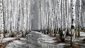 Birch Tree, Fall, , Ethan wallpaper