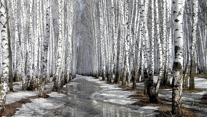 Birch Tree, Fall, , Ethan wallpaper