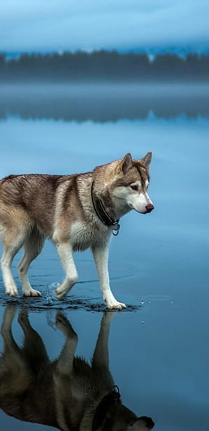 Reflection, Siberian Huskies phone wallpaper