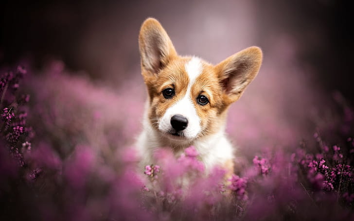 Lavender, Corgis wallpaper