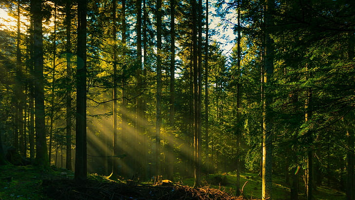 Tree, Nature, Forest Computer wallpaper