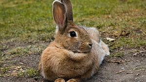 Cute hare ,  ,  background, Widescreen display wallpaper