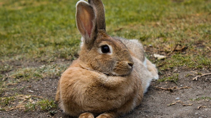 Cute hare ,  ,  background, Widescreen display wallpaper