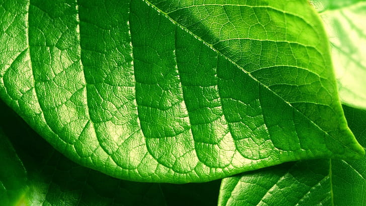 Leaf , wallpaper