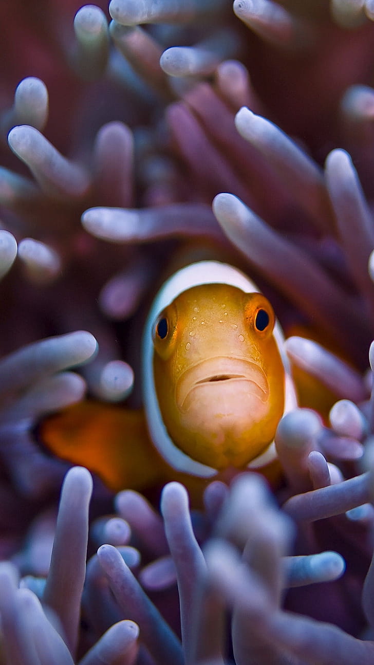 Clownfish , phone wallpaper