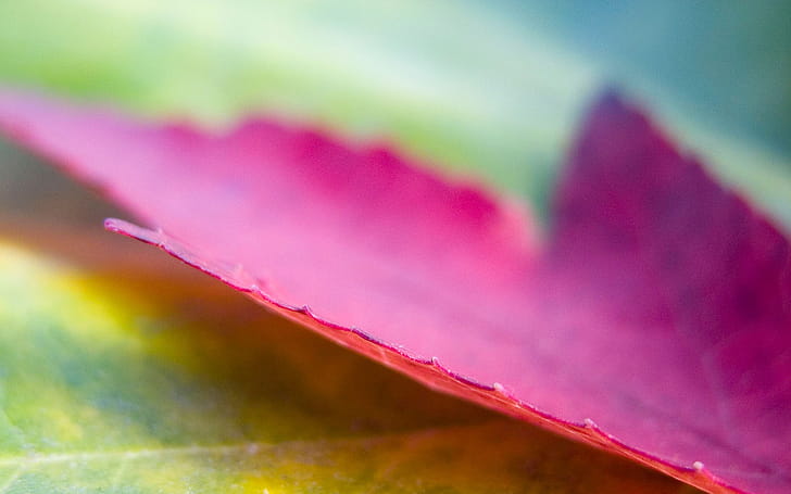 Leaf Maple, nature, leaf wallpaper