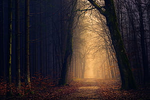 Trees Pathway, path, forest, nature, trees wallpaper