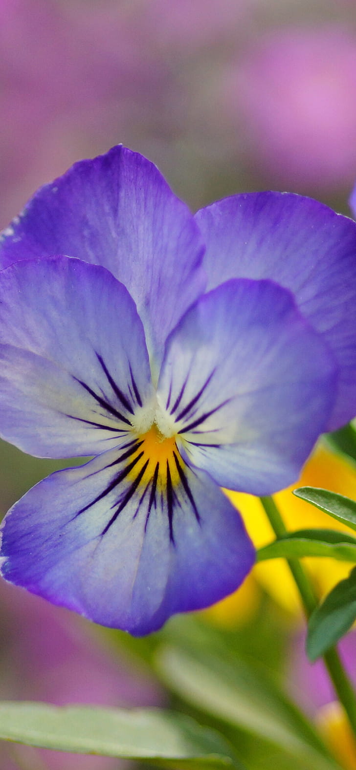 Close-up, Violets phone wallpaper