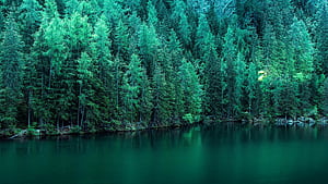 Pine, Trees wallpaper