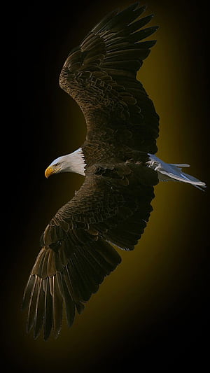 Eagle astronauts, Unique backgrounds phone wallpaper