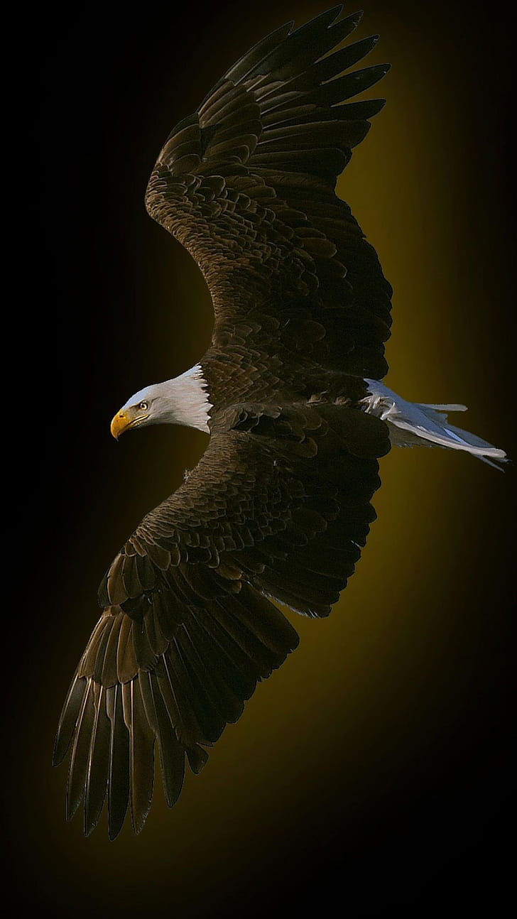 Eagle astronauts, Unique backgrounds phone wallpaper