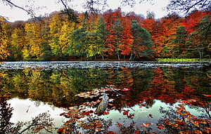 Fall wallpaper