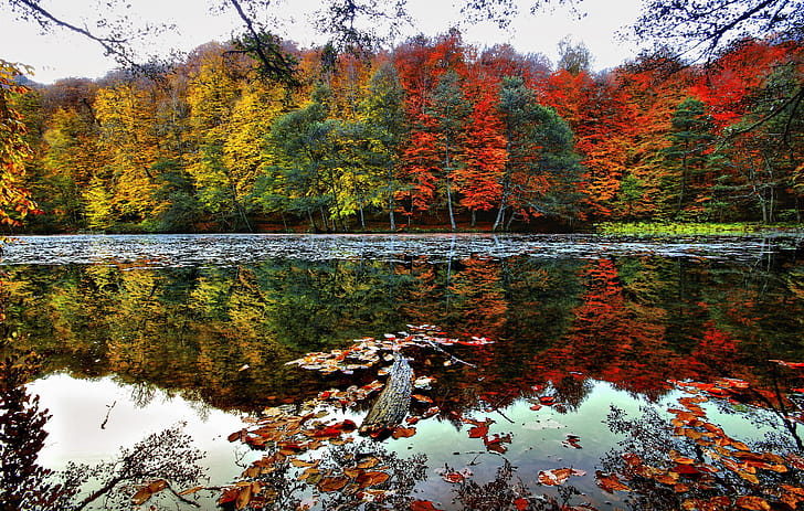 Fall wallpaper