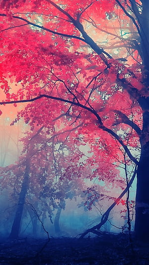 nature, fall phone wallpaper