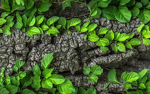 Leaf Macro, leaf, macro, nature wallpaper
