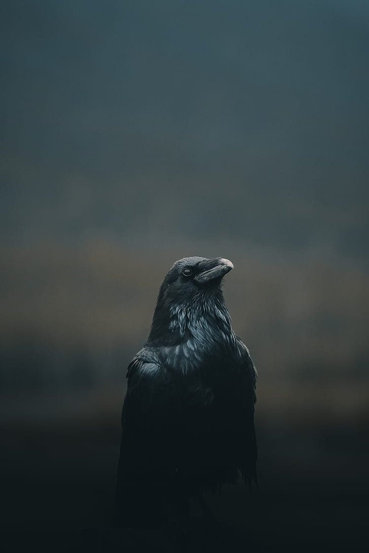 Crow ,  , Crow collection phone wallpaper