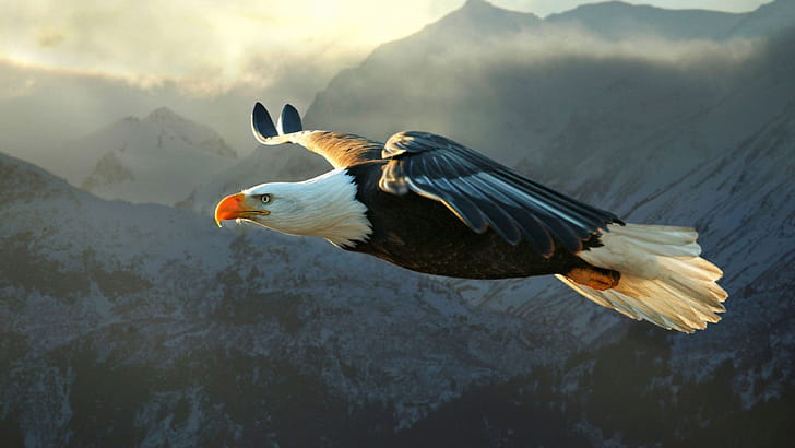 Bald Eagle, Powerful flyer, Soaring high, Eagle wallpaper