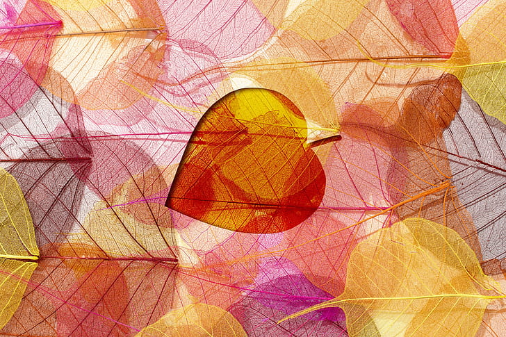 artistic, leaf wallpaper