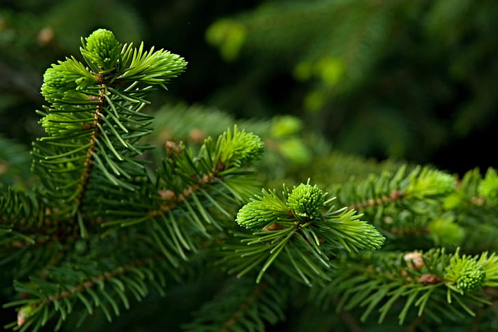 Spruce, Pine Trees wallpaper