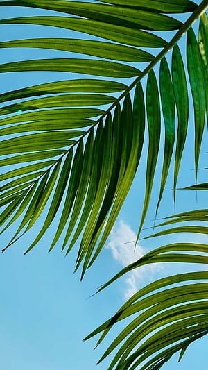 Leaf, Palm Trees phone wallpaper