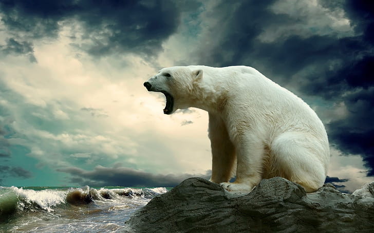 Cool polar bear , Unique designs, Creative visuals,  customization wallpaper